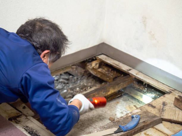 Best Mold Testing  in Babbitt, MN