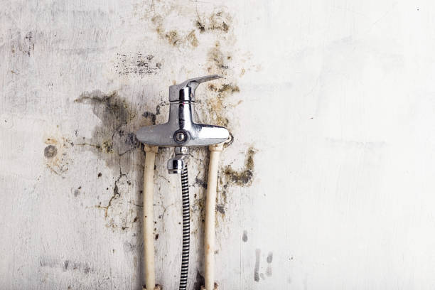 Best Fast Mold Removal  in Babbitt, MN