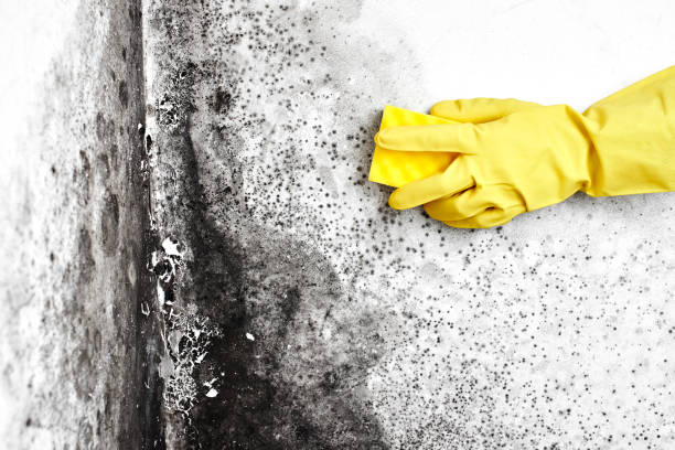 Best Attic Mold Removal  in Babbitt, MN