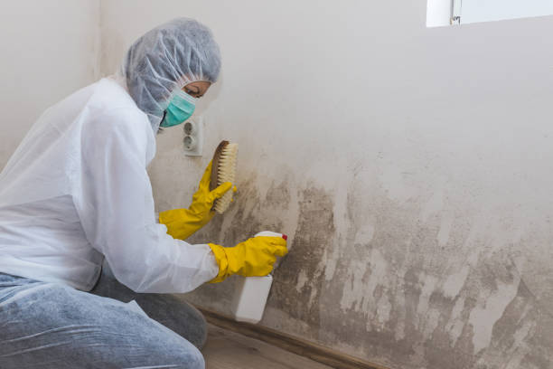Best Mold Testing  in Babbitt, MN