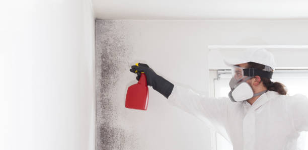 Certified Mold Removal in Babbitt, MN