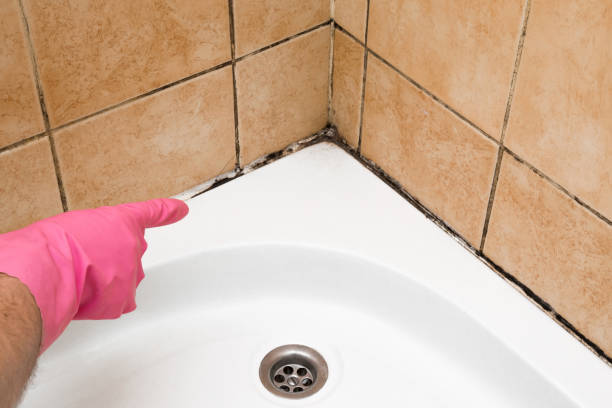 Babbitt, MN Mold Removal Company